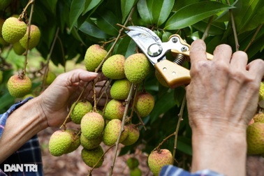 6 công dụng của quả vải với sức khỏe