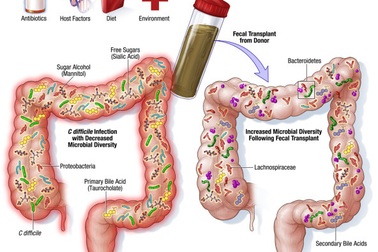 Vi khuẩn đường ruột và sức khỏe con người