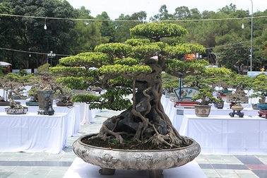 “Siêu cây” 23 tỷ đồng có thật đặc biệt, hay chỉ hư danh?