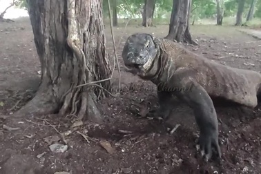 Kinh hãi với màn nuốt trọn lợn rừng của "hậu duệ khủng long" thời hiện đại
