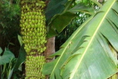 Buồng chuối 105 nải, dài hơn 2 mét