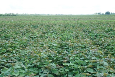 Khoai lang Vĩnh Long hết ế lại rơi vào tình trạng thiếu nhân công thu hoạch