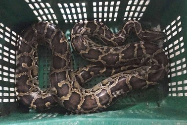 Hoảng hồn phát hiện con trăn lớn trong đống rơm