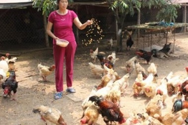 Hiểu gà, gà cho tiền tỉ