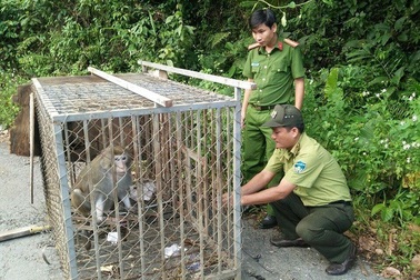 Thả cá thể khỉ đuôi lợn về môi trường tự nhiên