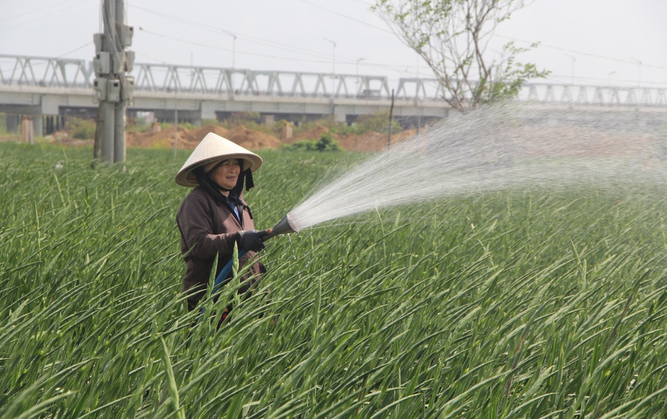 Phú Yên: Giá hoa lay ơn “rẻ bèo” khiến nông dân lo lắng ngày giáp Tết - 6 Phú Yên: Giá hoa lay ơn “rẻ bèo” khiến nông dân lo lắng ngày giáp Tết - 6