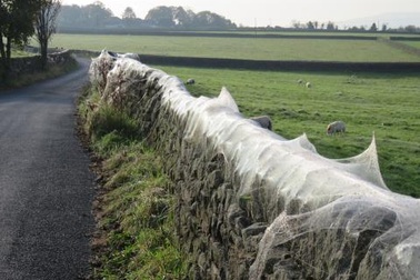 Mạng tơ khổng lồ được dệt từ hàng nghìn con nhện