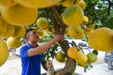 Khách trả 2 cây vàng cho cây bưởi "độc", chủ vườn vẫn lắc đầu dù đang "ế"