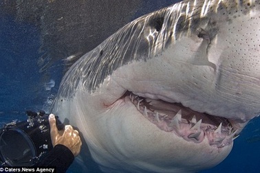 Kinh ngạc người đàn ông chuyên đi chụp… hàm cá mập