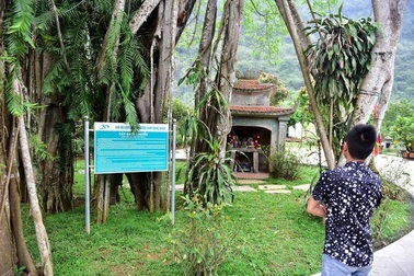 Cận cảnh cây ổi biết "cười", cây đa 300 năm di chuyển một lần “độc nhất” Việt Nam