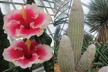 Kỳ hoa, dị thảo tại khu vườn... trong nhà