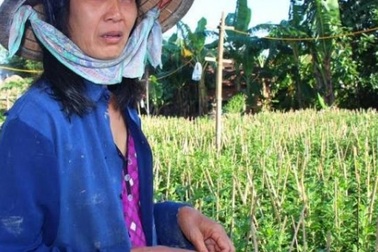 Trước Tết chục ngày cúc vẫn "điếc" không nở hoa, dân lo ngay ngáy