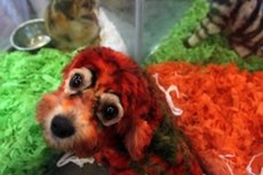 Trung Quốc sốt “chó biến hình”