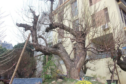 Cây đào rừng dáng “rồng bay” độc nhất vô nhị ở Hà Nội