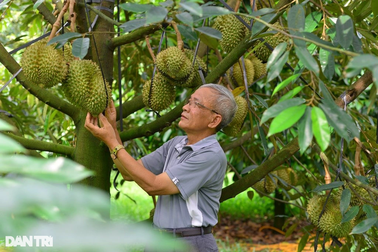 Bộ Nông nghiệp và Môi trường báo tin vui đến người trồng sầu riêng