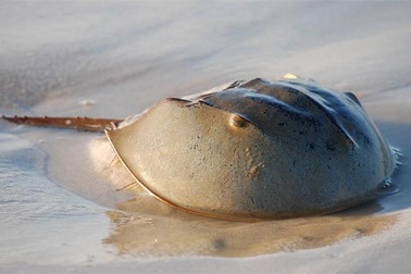 Kỳ lạ đặc sản “xe tăng thời tiền sử” ở Việt Nam