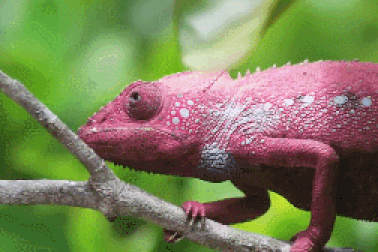 Thú vị khoảnh khắc tắc kè hoa thay đổi màu sắc trên cơ thể