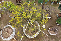 Những "cụ" mai khủng điểm trang ngóng khách Tết