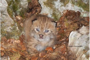 Phát hiện giống mèo hoang quý hiếm tưởng như đã tuyệt chủng