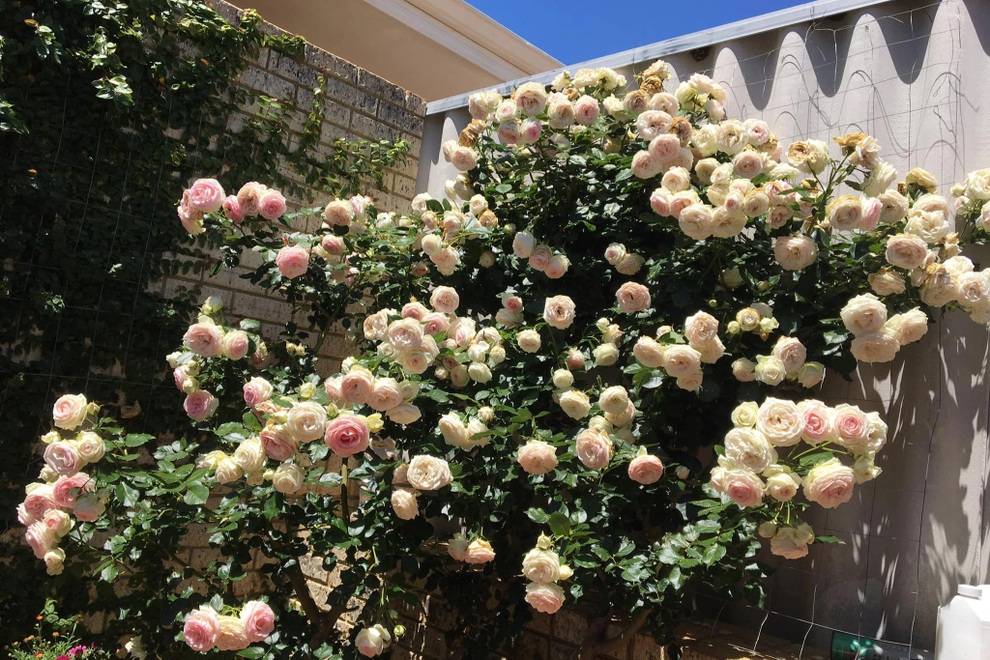 Vợ chồng Việt biến sân 60m2 tại Úc thành công viên hoa hồng ấn tượng - 8 Vợ chồng Việt biến sân 60m2 tại Úc thành công viên hoa hồng ấn tượng - 8