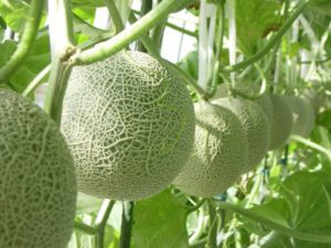 dưa lưới, hoa quả nhập ngoại, đặc sản nhà giàu