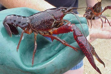 Tôm hùm đỏ - mối lo mới của người nuôi trồng thủy sản