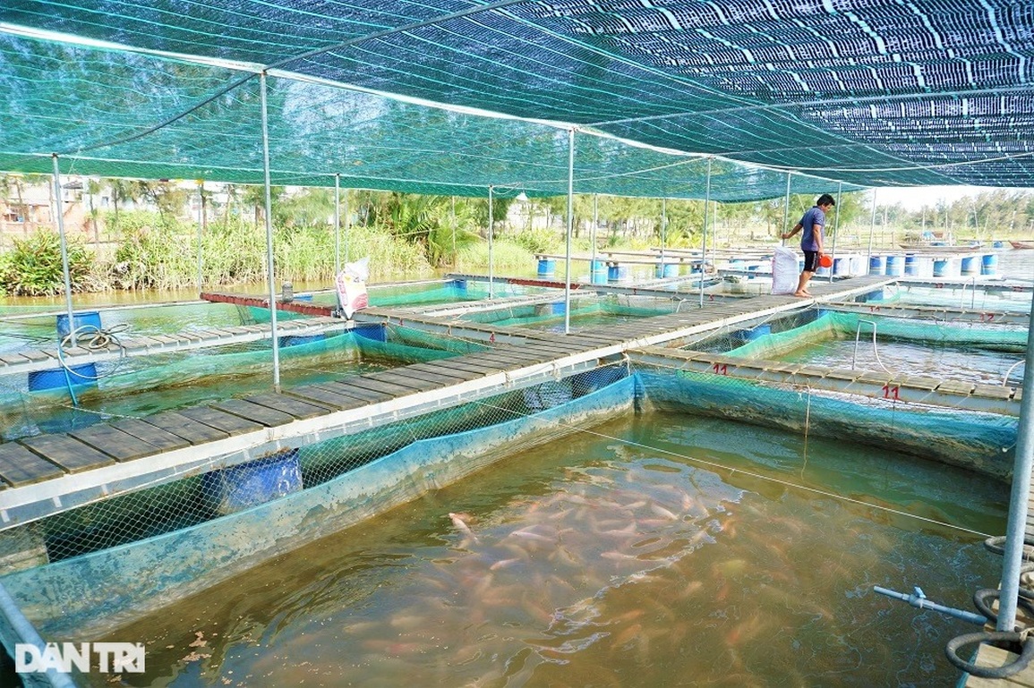 Nuôi loài cá toàn thân màu hồng, lão nông thu tiền tỷ - 2 Nuôi loài cá toàn thân màu hồng, lão nông thu tiền tỷ - 2