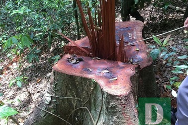 Lập đoàn liên ngành kiểm tra vụ phá rừng Trường Sơn