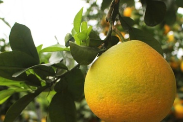 Biến vỏ bưởi thành thiết bị phát điện