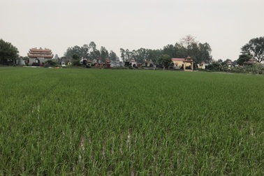 Dùng điện bẫy chuột làm chết người