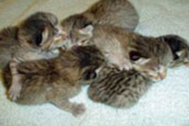 Mèo nhân bản cũng biết... sinh con