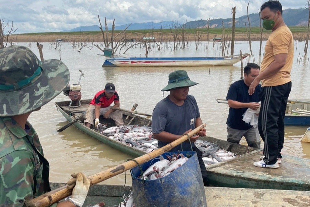 Vụ 25 tấn cá chết ở hồ thủy điện Ya Ly: Kết quả bất ngờ - 1
