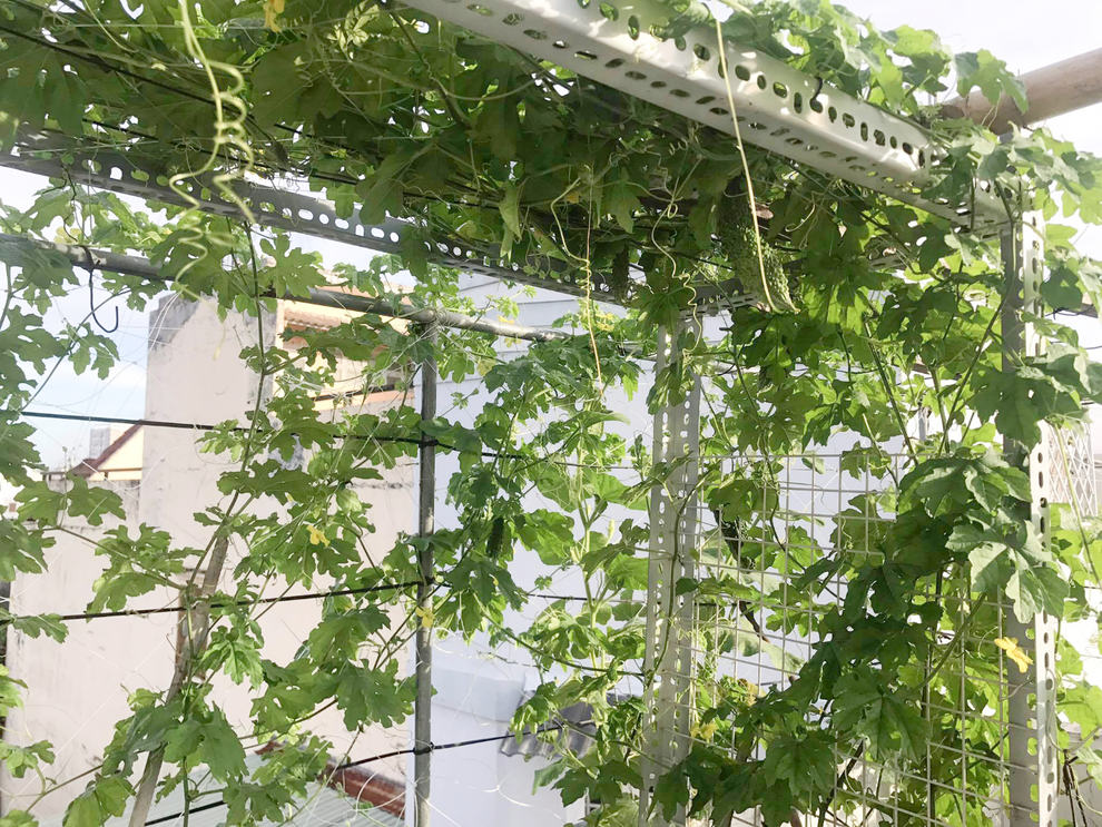 Ở nhà mùa dịch, học ông bố đảm Sài Gòn trồng nấm bào ngư xám năng suất - 7 Ở nhà mùa dịch, học ông bố đảm Sài Gòn trồng nấm bào ngư xám năng suất - 7