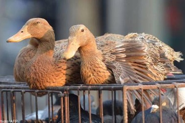 Trung Quốc: Tiếp tục có người chết do cúm gia cầm H7N9