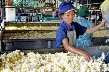 Tập đoàn Cao su có Chủ tịch mới