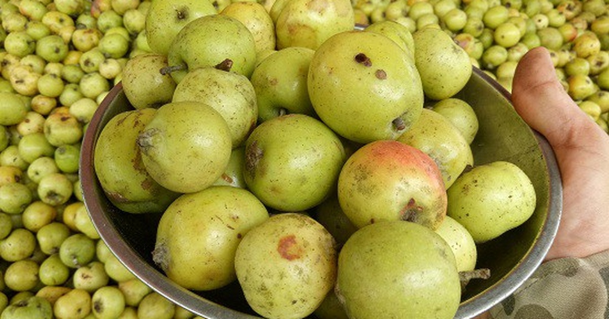 Quả táo mèo là gì?