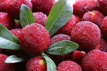 Thanh mai Trung Quốc ồ ạt về chợ, giá đắt dân Việt vẫn ăn hàng