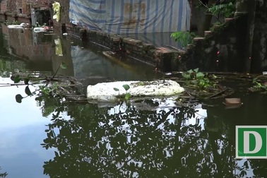 Hà Nội: Dân vùng ngập khốn khổ vì bị rác thải, xác động vật "vây hãm"
