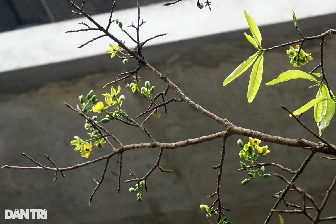 Bỏ công săn cây mai hàng trăm triệu nhưng mong... đừng bán được - 2 Bỏ công săn cây mai hàng trăm triệu nhưng mong... đừng bán được - 2