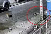 Trăn xuất hiện trong khu dân cư, cắn chết mèo nhà để ăn thịt