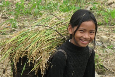 Mùa vàng trên đại ngàn