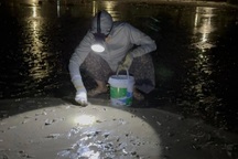 Sau bão, người dân Quảng Ninh lái ô tô ra biển nhặt cả chục ký ốc mang về