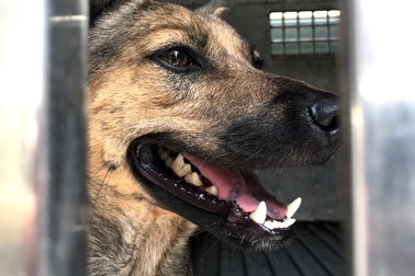 Khóc mếu cảnh lùng bắt chó thả rông trên phố