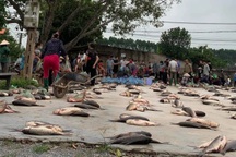 Phiên chợ lạ toàn cá, dân xếp hàng chia phần chẳng cần cân ở Bắc Giang