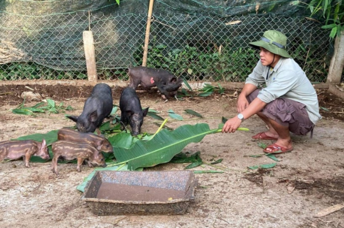 Mô hình nuôi heo rừng góp phần giảm nghèo bền vững tại các huyện miền núi Quảng Nam

