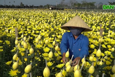 Vựa hoa lớn nhất xứ Thanh tất bật vụ tết Nguyên đán