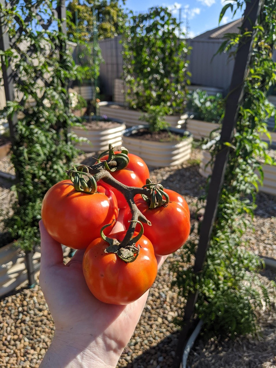 Thích mê khu vườn nhỏ đủ loại cây trái của cặp đôi yêu nhau 16 năm - 9