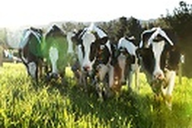 Xin đừng nói bò ngu