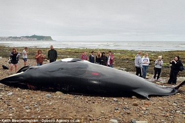 Cá voi dài 8m chết do mắc vào lưới đánh tôm hùm