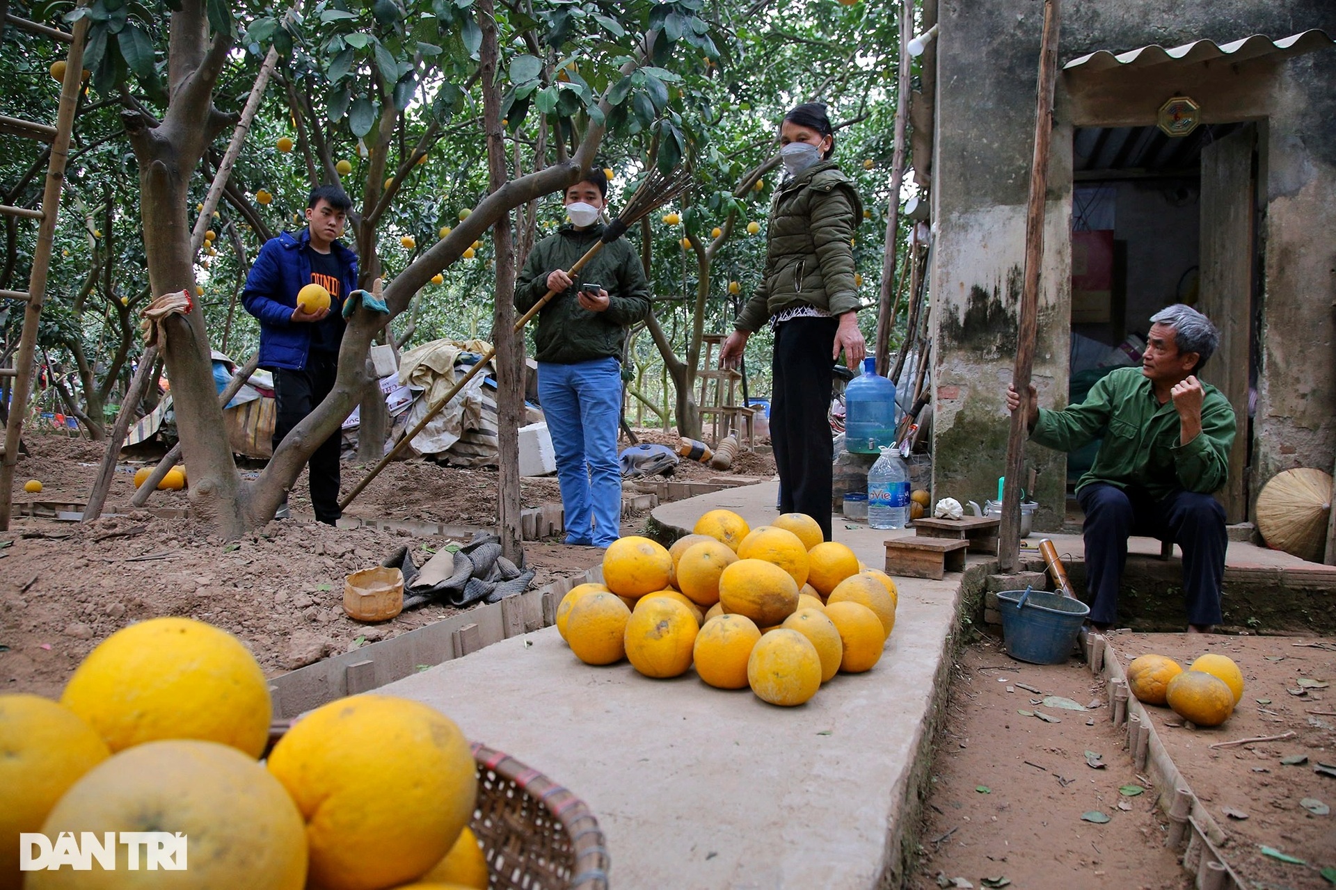 Bưởi Phú Diễn ở Hà Nội vàng rực vụ mùa Tết - 7